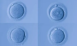 Tế bào trứng của con người có khả năng bảo vệ đặc biệt, chống được lão hóa?