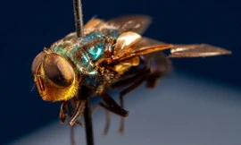 Tại sao Mỹ có kế hoạch nuôi hàng triệu con ruồi và thả chúng từ máy bay?