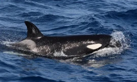 Cá voi sát thủ lại tấn công tàu thuyền ở châu Âu