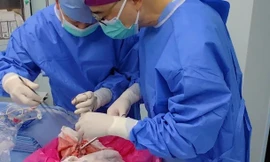 Ca ghép phổi đầu tiên từ lợn sang người ở Trung Quốc