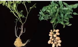 Bí mật 9 triệu năm: Khoai tây ra đời nhờ… cuộc tình ngẫu nhiên giữa cà chua và họ hàng xa