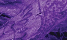 Tiết lộ về hình xăm tinh xảo trên "xác ướp băng" Siberia 2.000 năm