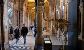 Loài chim khổng lồ không biết bay sẽ được hồi sinh?