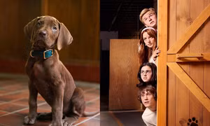 Netflix lần đầu tiên sử dụng chó thật trong “Scooby-Doo”, netizen chê quá chê