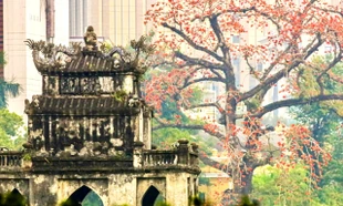 Hà Nội rực đỏ sắc hoa gạo trong những ngày giao mùa