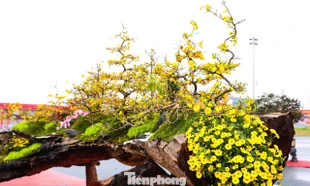 Choáng ngợp siêu phẩm mai vàng 800 triệu đồng ở Hà Nội