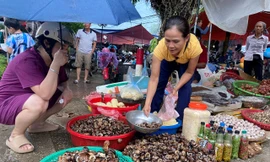 Tò mò về loài ốc 'thuốc bổ' trên rừng