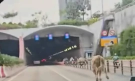 Bò lạc vào đường hầm sông Sài Gòn, giao thông hỗn loạn
