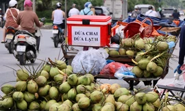 Dừa xiêm 7.000 đồng bán tràn ngập Hà Nội