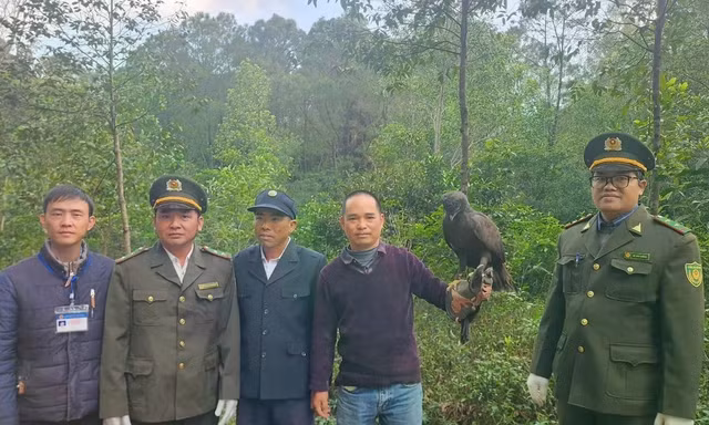 Đại bàng đen quý hiếm được thả về rừng ở Huế