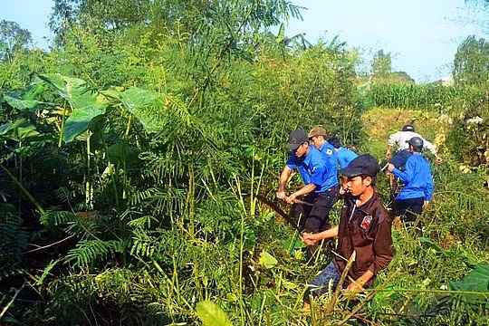 Sinh vật ngoại lai lan rộng: Nguy cơ mất rừng, nghẽn sông, đe dọa an ninh sinh thái