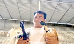 Người đàn ông kiếm bộn tiền từ gà 'mặt quỷ'