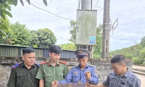 Cứu cá thể rùa đầu to quý hiếm