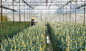 Làng trồng hoa lớn nhất Hà Tĩnh chạy nước rút ngày cận Tết