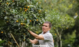 Loài cây thoát nghèo cho người dân bản địa