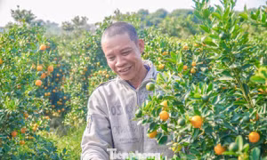 Nụ cười của người dân ở thủ phủ hoa, quất cảnh cận Tết