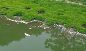 Làm rõ nguyên nhân cá chết trắng hồ