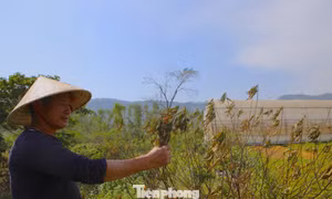 Đào chết khô sau mưa bão, nông dân thất thần lo mất vụ Tết