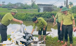 Tháo dỡ ‘thiên la địa võng’, ma trận bẫy chim mùa di cư