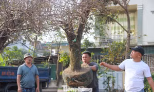 Đào 'khủng' đổ bộ xuống phố