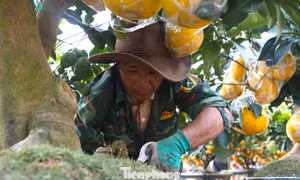 Vất vả mưu sinh những ngày cận Tết