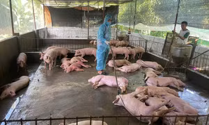 Dịch tả lợn Châu Phi tăng nhanh, người nuôi điêu đứng