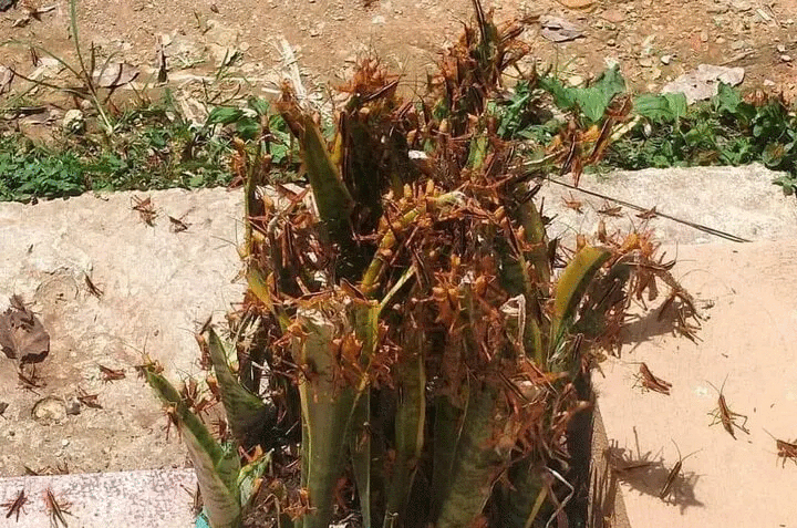 Châu chấu xuất hiện từng đàn, đậu kín trên cành cây, tường nhà. Châu chấu xuất hiện từng đàn, đậu kín trên cành cây, tường nhà.