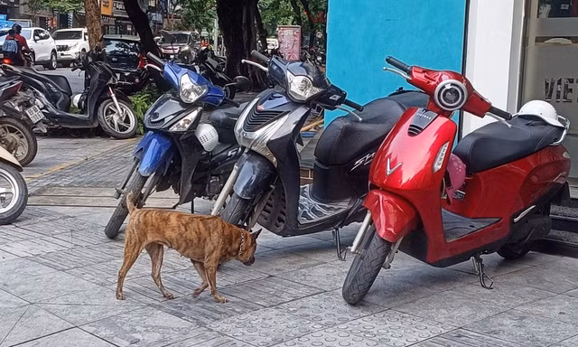 Phạt đến 2 triệu đồng, chó thả rông vẫn 'nhông nhông' ngoài đường và công viên