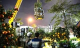 Trắng đêm đưa hoa Tết, cần cẩu hạ cây 'khủng' xuống phố