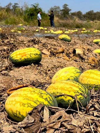 Ruộng dưa hấu hơn 200 tấn bị bỏ thối vì tranh chấp dân sự