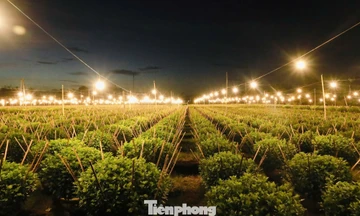 Biến đêm thành ngày ở ‘thủ phủ’ hoa cúc miền Trung