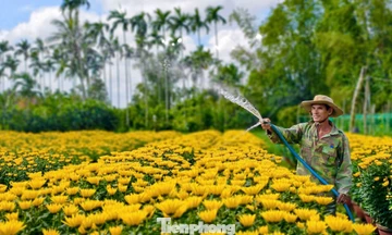 Làng hoa hơn 50 năm rộn ràng chở xuân khắp mọi miền