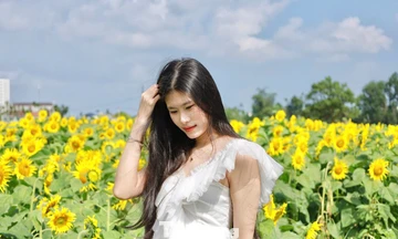 'Lạc lối' ở cánh đồng triệu bông hoa hướng dương bừng nở tại Quảng Ngãi 