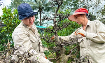 Mai Tết vào độ, nông dân 'chạy nước rút'