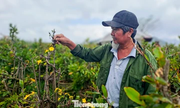Người dân làng mai nổi tiếng trăn trở vì hoa bung nở dù chưa đến Tết