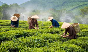 Thêm cuộc thi ảnh phải thu hồi giải nhất 