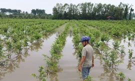 Nông dân vùng trồng mai nổi tiếng nhất TPHCM nguy cơ mất Tết