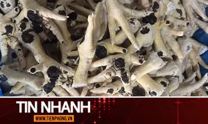 TIN NHANH: Kinh hoàng nguồn gốc và đường đi của hàng chục nghìn tấn chân gà đông lạnh nhập lậu