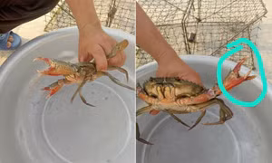 Giải mã hiện tượng con cua Cà Mau có “2 càng rưỡi”: Vì sao, có ăn được không?