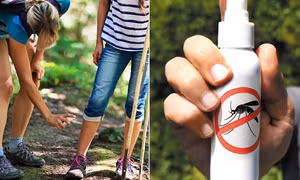 Muỗi tiếp xúc với thuốc chống muỗi