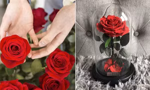 Hoa hồng từng là biểu tượng của sự kín đáo và giữ bí mật