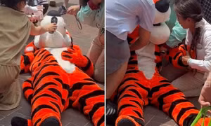 Người mặc đồ hóa trang thành hổ bị ngất xỉu vì nắng nóng ở Trung Quốc