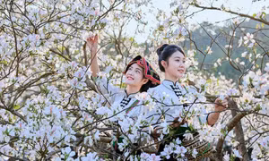 Tuổi nào may mắn nhất tuần 16/3 - 22/3, kết nối tiết Kinh Trập và Xuân Phân?