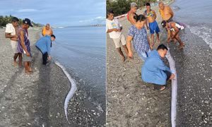 Cá tận thế dạt vào bờ biển Philippines, gây lo sợ về “điềm báo” động đất mạnh