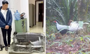 Vụ việc “gà lôi trắng”: Tại sao không được nuôi, nhân giống động vật quý hiếm?