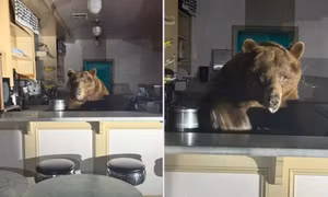 Chú gấu lớn đột nhập cửa hàng kem ở Mỹ, nếm đủ vị rồi ăn hết sạch một vị kem
