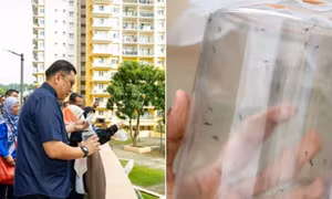 Một thành phố ở Malaysia thả 65.000 con muỗi vằn ra môi trường, lý do là gì?