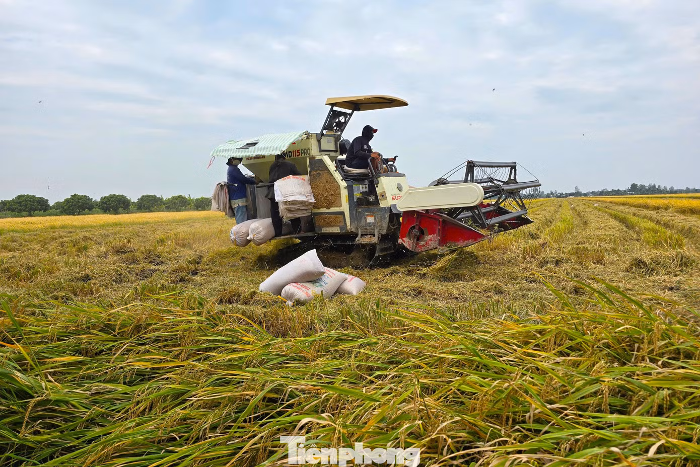 Giá lúa tại ĐBSCL đang giảm sâu. Ảnh: CK.