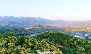 'Báu vật' của người Hải Phòng nở hoa trắng rừng