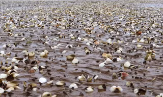 Quảng Ninh cảnh báo nguy cơ ngao chết hàng loạt do bệnh truyền nhiễm đặc biệt nguy hiểm